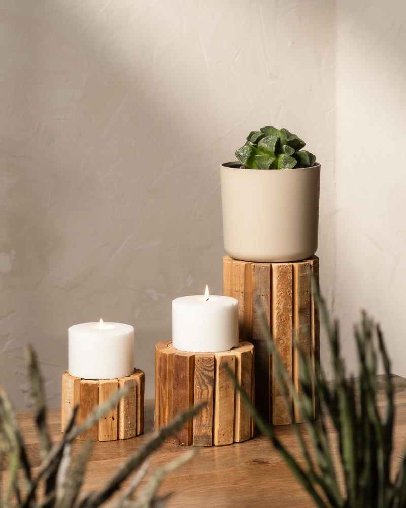 feey-haworthia-retusa-sukkulente-limited-edition-min-2-jahre-alt image 4