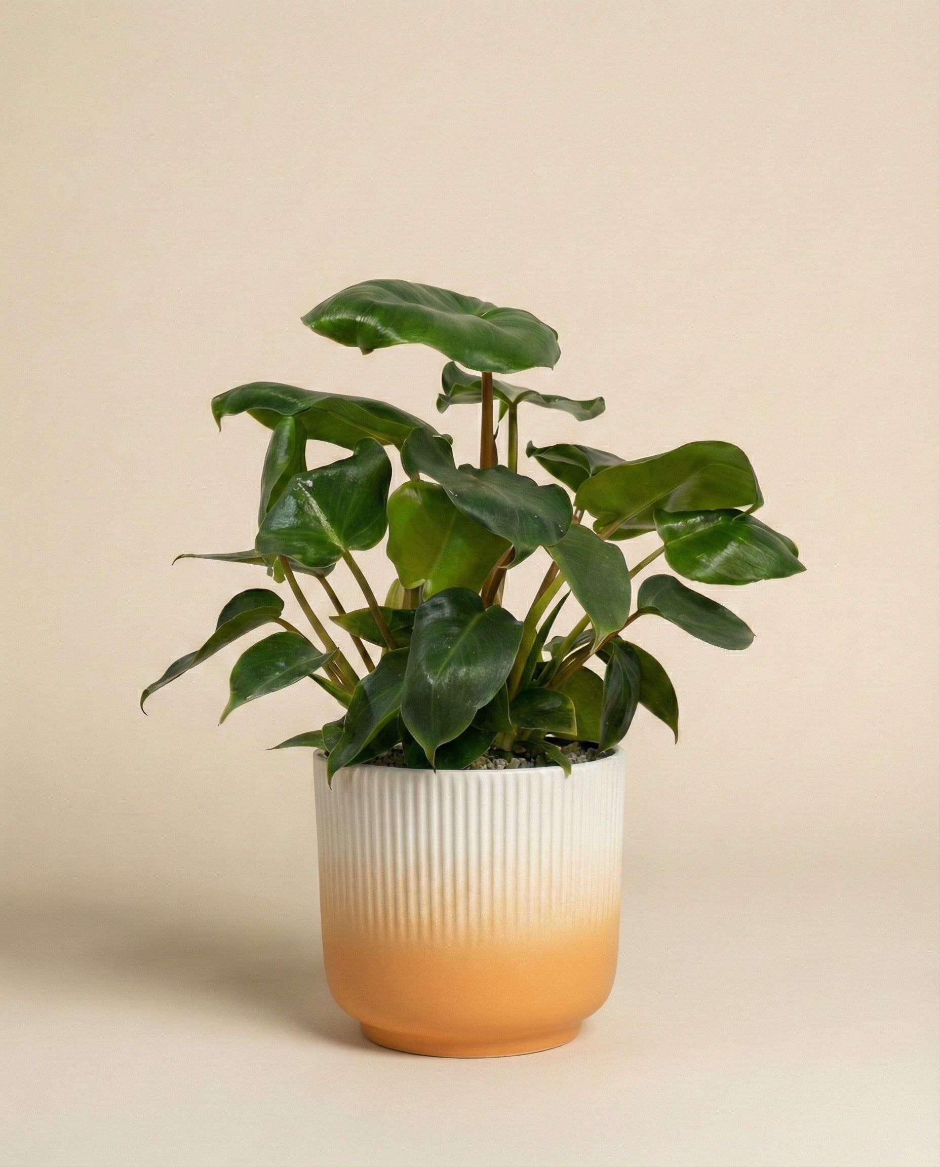 feey-philodendron-burle-marx-zimmerpflanze-dunkelgr-n image 7