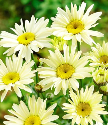 baldur-garten-garten-margerite-banana-cream-3-pflanzen-im-9x9-cm-topf image 2