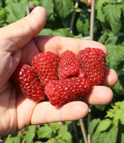 baldur-garten-riesenhimbeere-primeberry-autumn-happy-im-2-liter-topf image 6