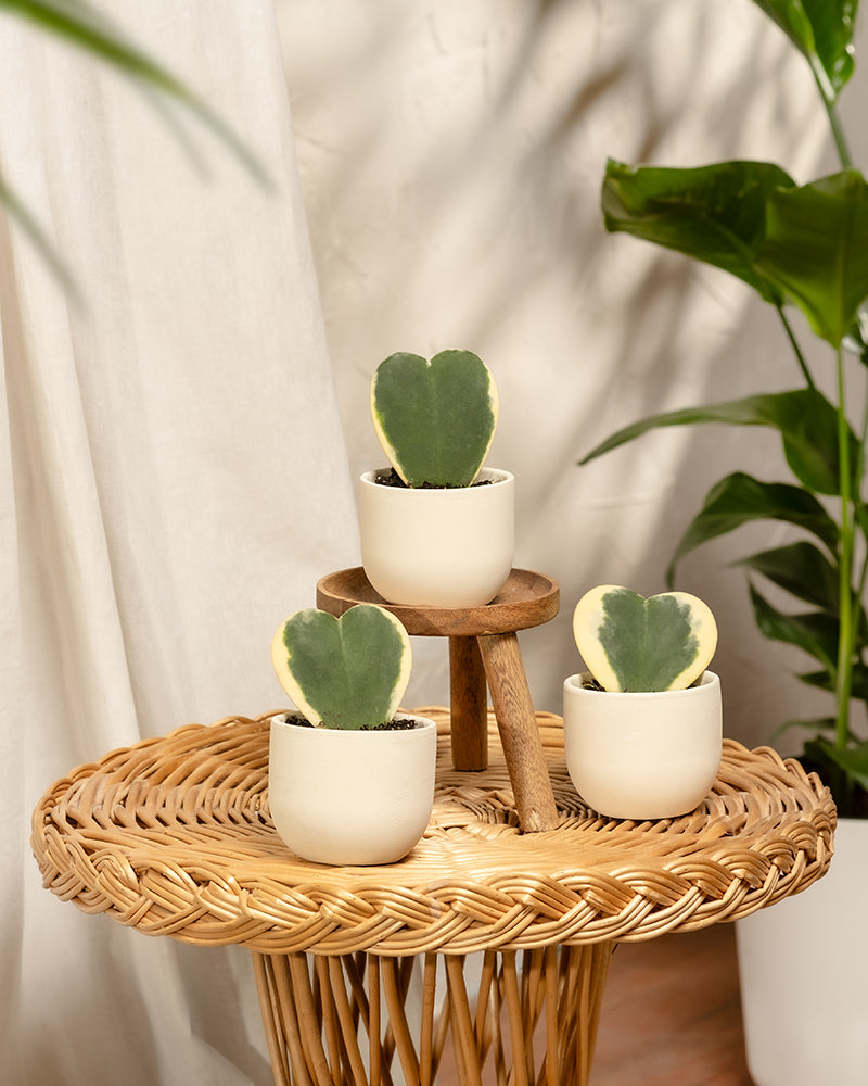 feey-herzblatt-trio-panaschiert-hoya-kerrii-variegata-3-babypflanzen image 2