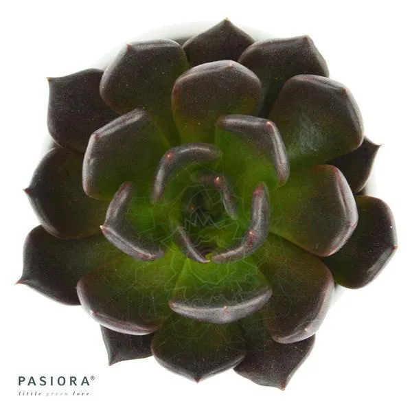 pasiora-echeveria-echoc-echeverie-hybrid-6cm-topf image 1