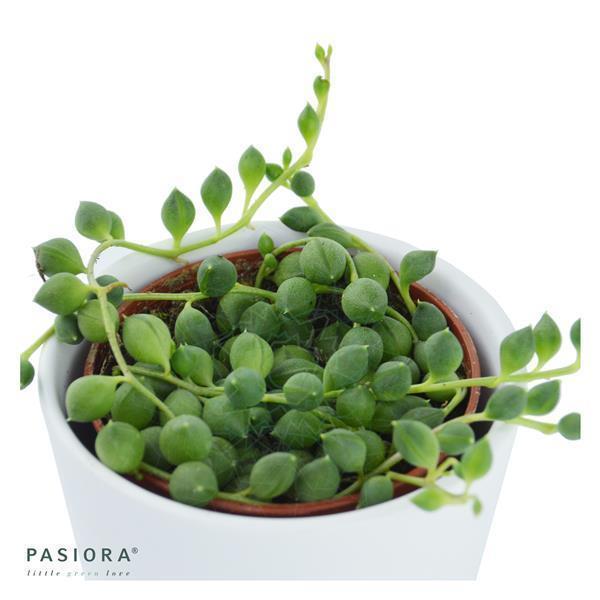 pasiora-senecio-rowleyanus-erbsenpflanze-6cm-topf image 2