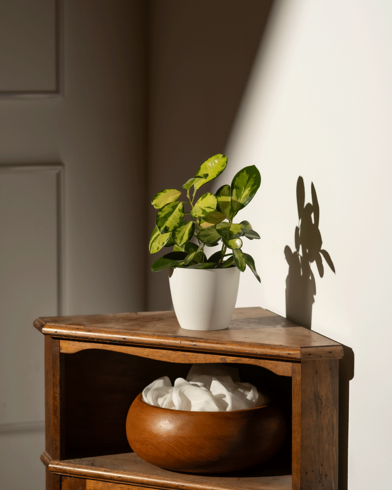 feey-kiki-kunststoff-topf-11cm-pflanztopf-f-r-jungpflanzen image 2