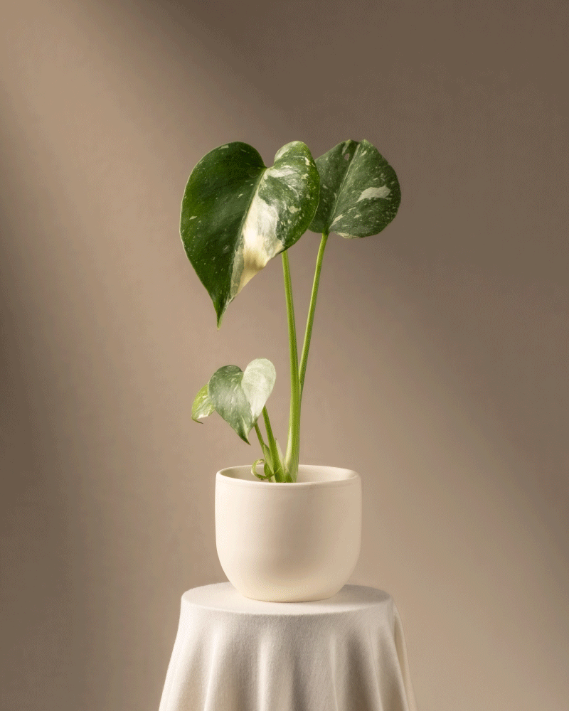 feey-monstera-deliciosa-thai-constellation-babypflanze image 6