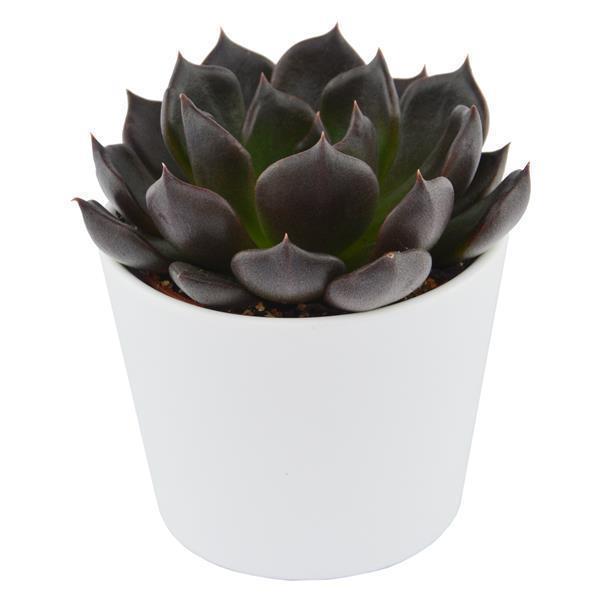 pasiora-enchant-echeveria-10-st-ck-set-6cm image 3