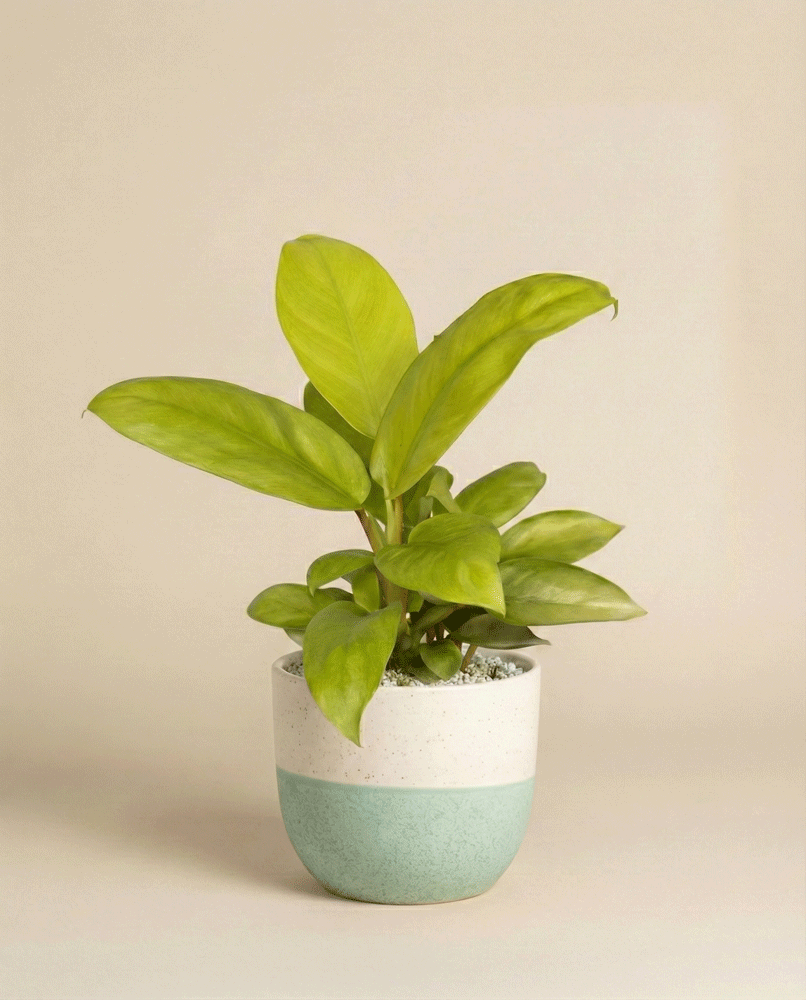 feey-philodendron-ceylon-gold-gelb-gr-ne-h-ngepflanze image 6
