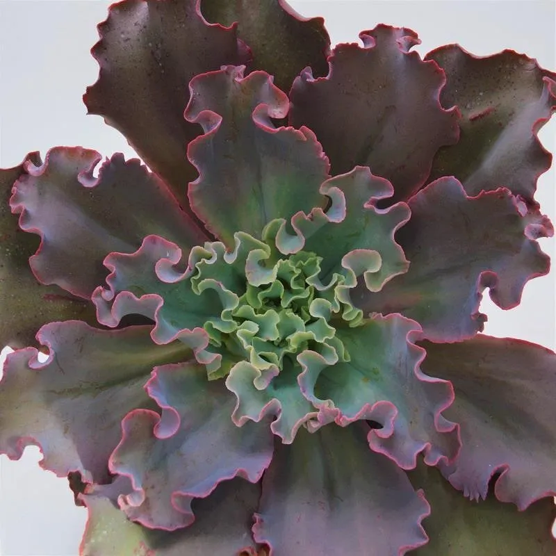 pasiora-echeveria-dicks-pink-sukkulente-12-cm-topf image 1