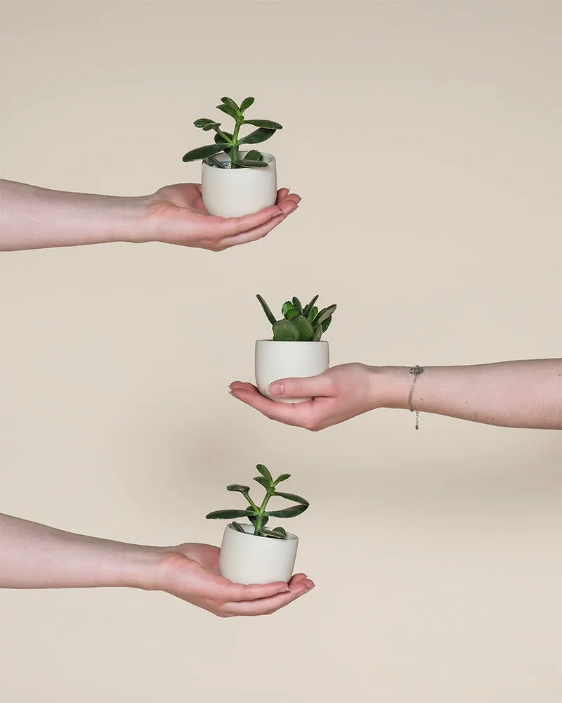 feey-baby-geldbaum-3er-set-crassula-ovata-zimmerpflanze image 1