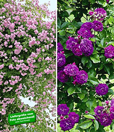 baldur-garten-rambler-rosen-kollektion-blau-und-rosa-2er-set image 6