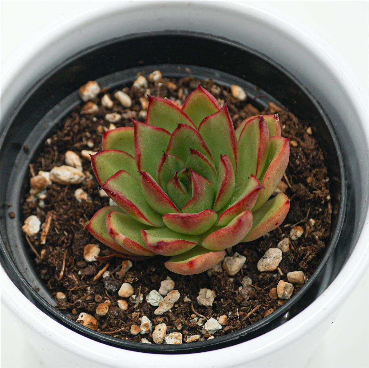 pasiora-echeveria-giselle-sukkulente-9cm image 2