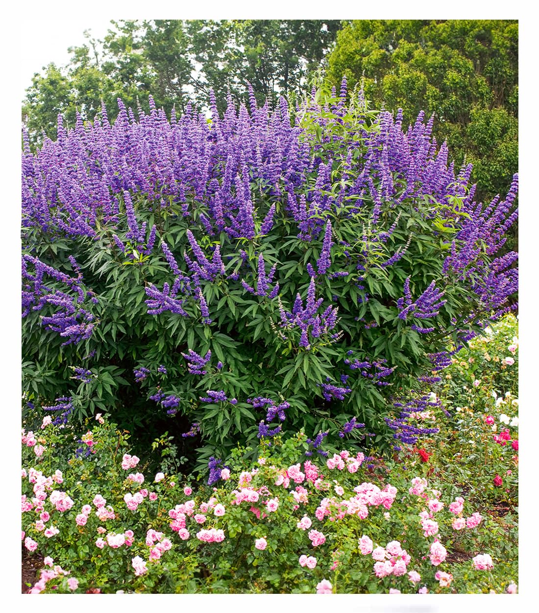 baldur-garten-m-nchspfeffer-queen-bee-vitex-zierstrauch image 1