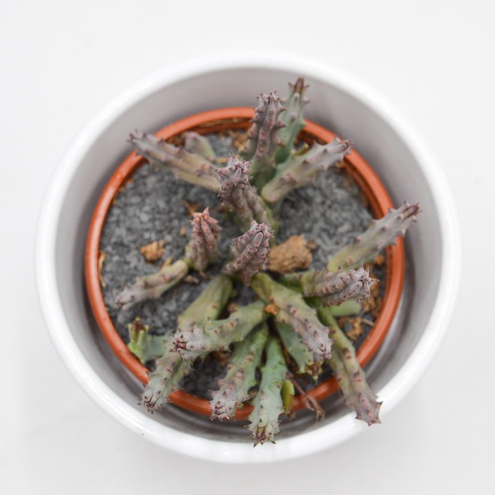pasiora-huernia-x-pendurata-aasblume-sukkulente-8-cm-topf image 1