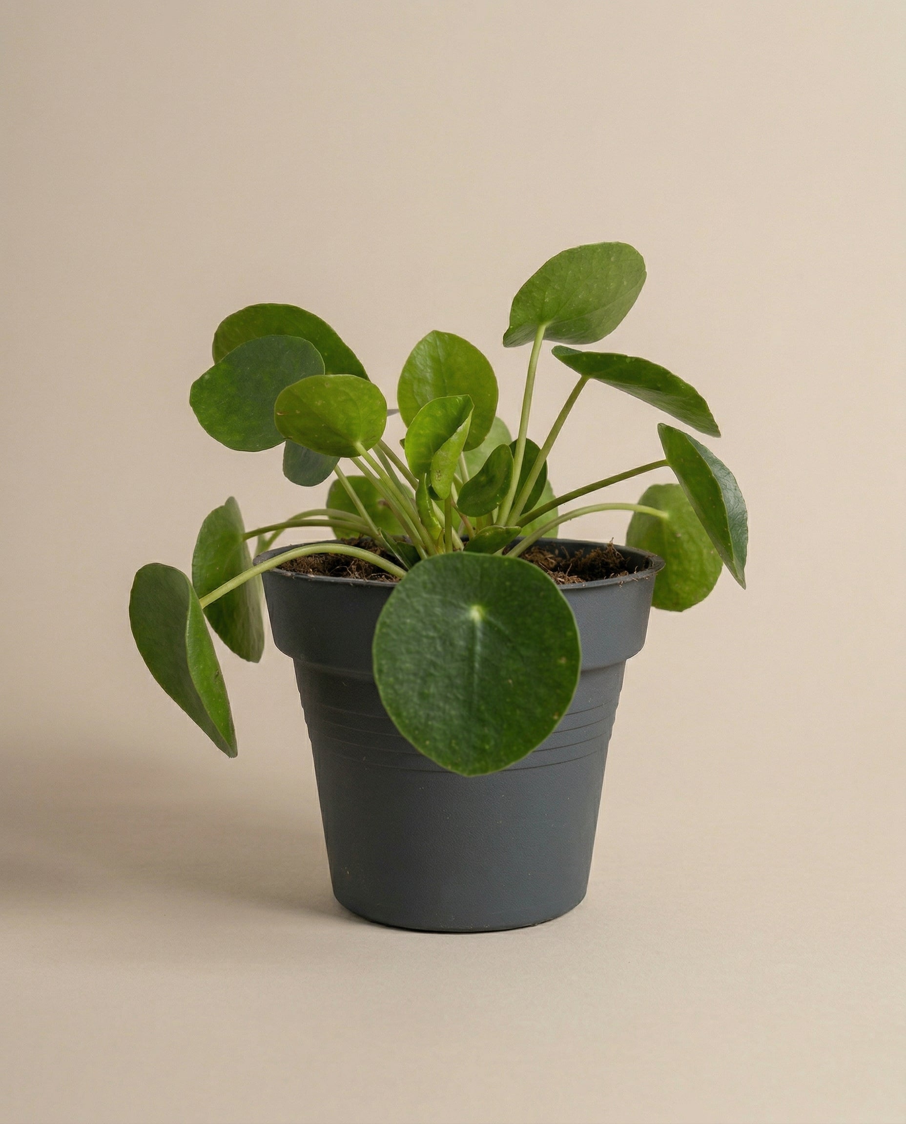 feey-ufopflanze-pilea-peperomioides-tierfreundlich-klein image 3
