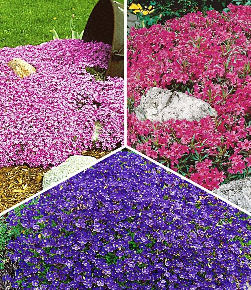 baldur-garten-roter-teppich-phlox-3x-stauden-im-9x9-cm-topf image 7