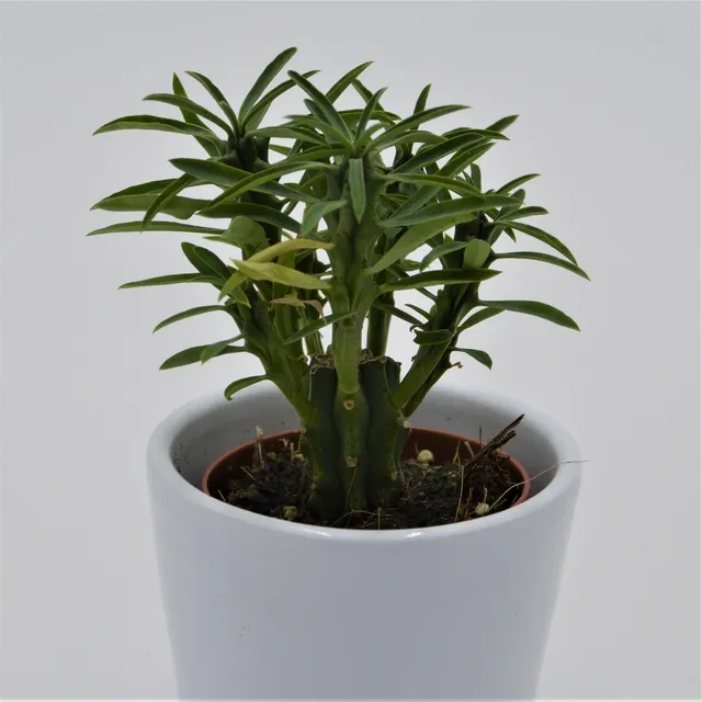 pasiora-euphorbia-loricata-sukkulente-5-5cm-topf image 1