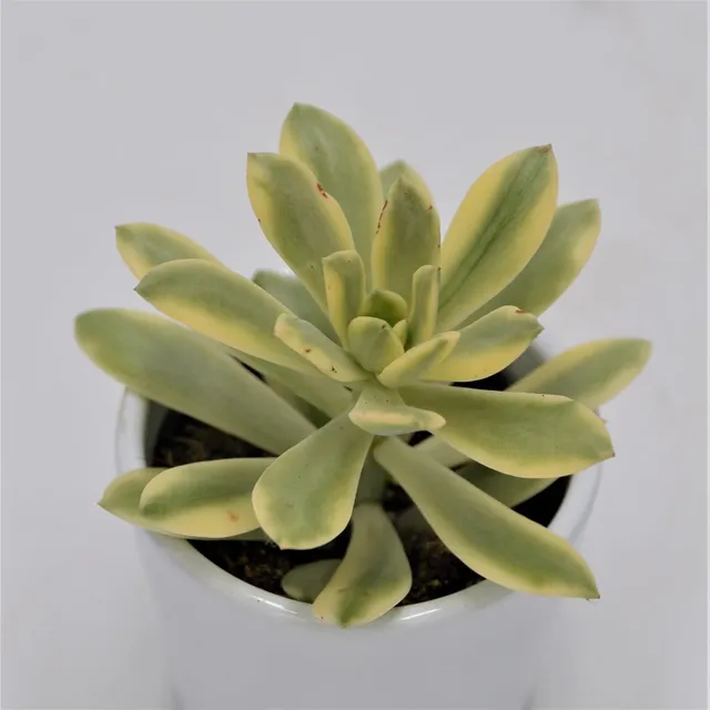 pasiora-echeveria-mini-belle-f-variegata-sukkulente-6-cm-topf image 1