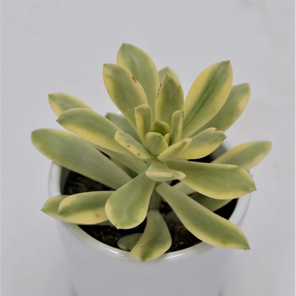 pasiora-echeveria-mini-belle-f-variegata-sukkulente-6-cm-topf image 1