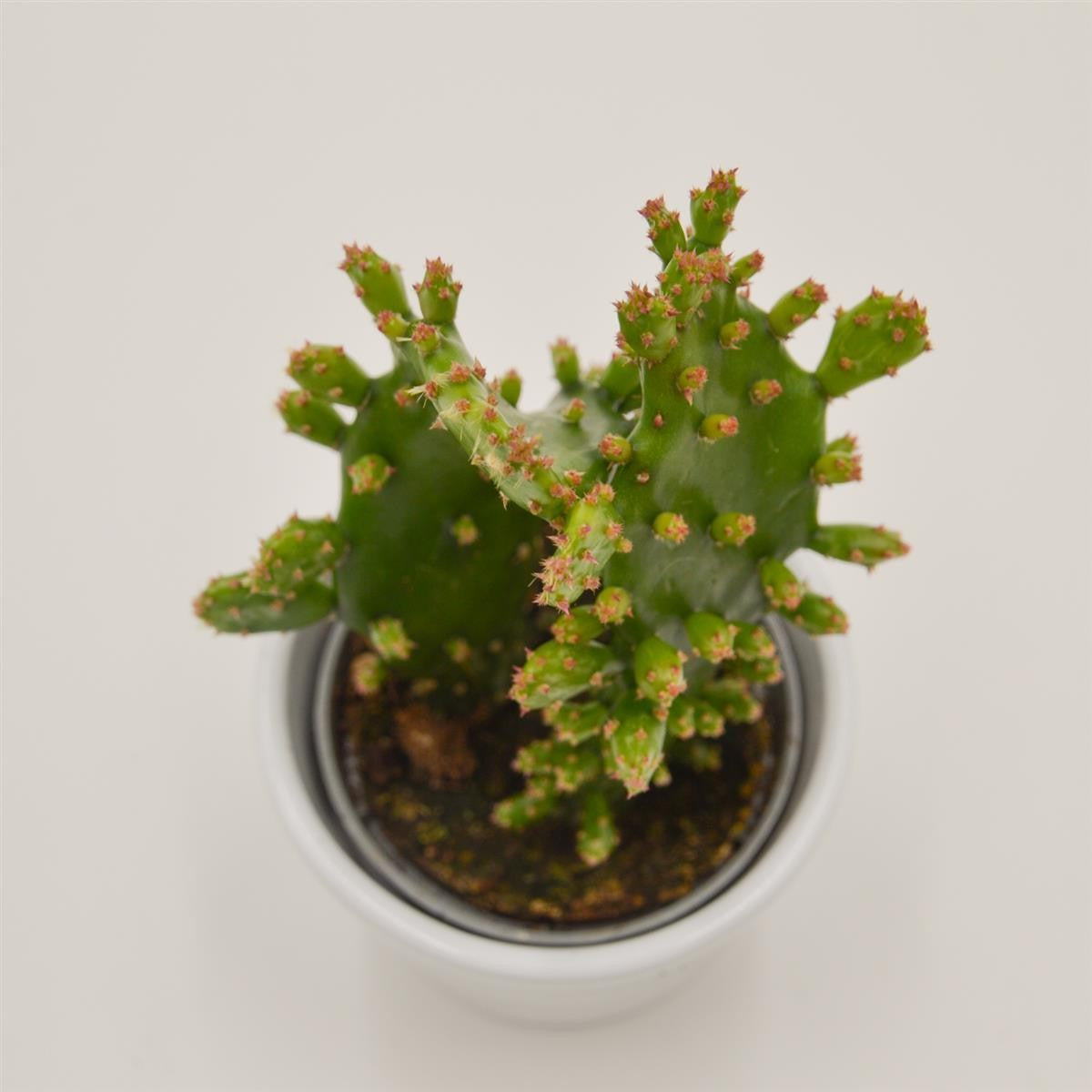 pasiora-opuntia-rufida-mini-kaktus-6-cm-topf image 1