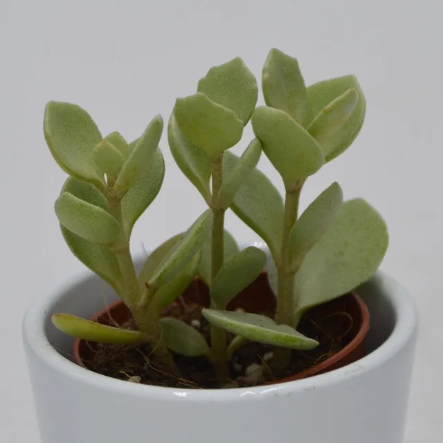 pasiora-kalanchoe-hildebrandtii-sukkulente-5-5cm-topf image 1