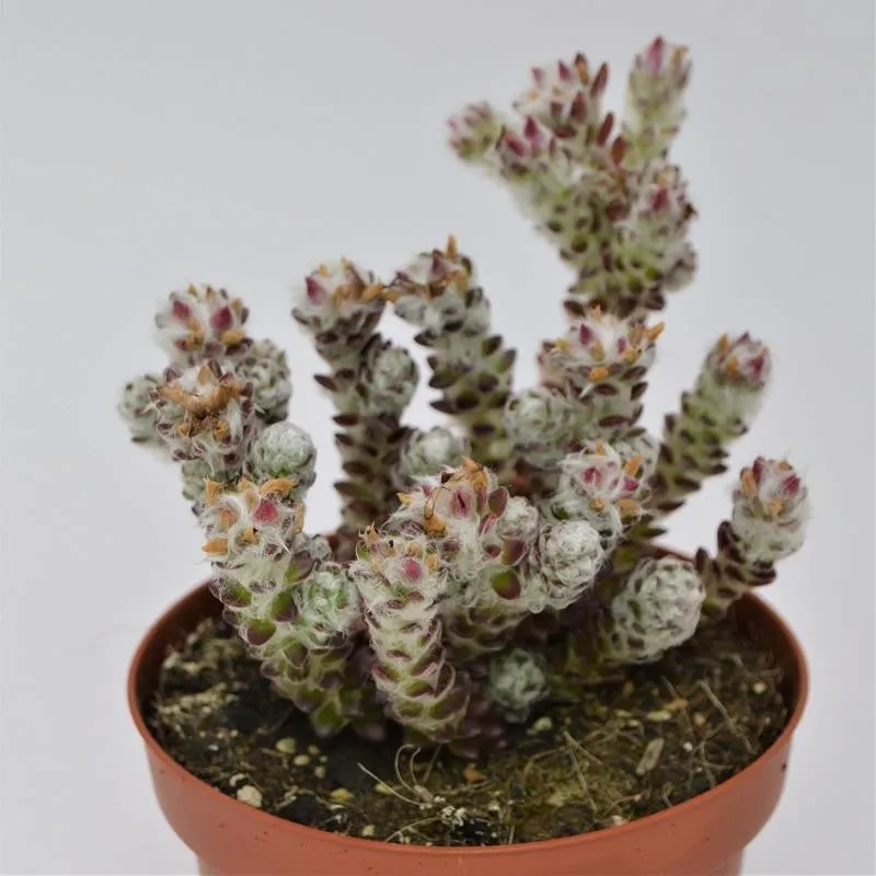 pasiora-portulaca-werdermannii-gro-e-sukkulente-13cm image 1