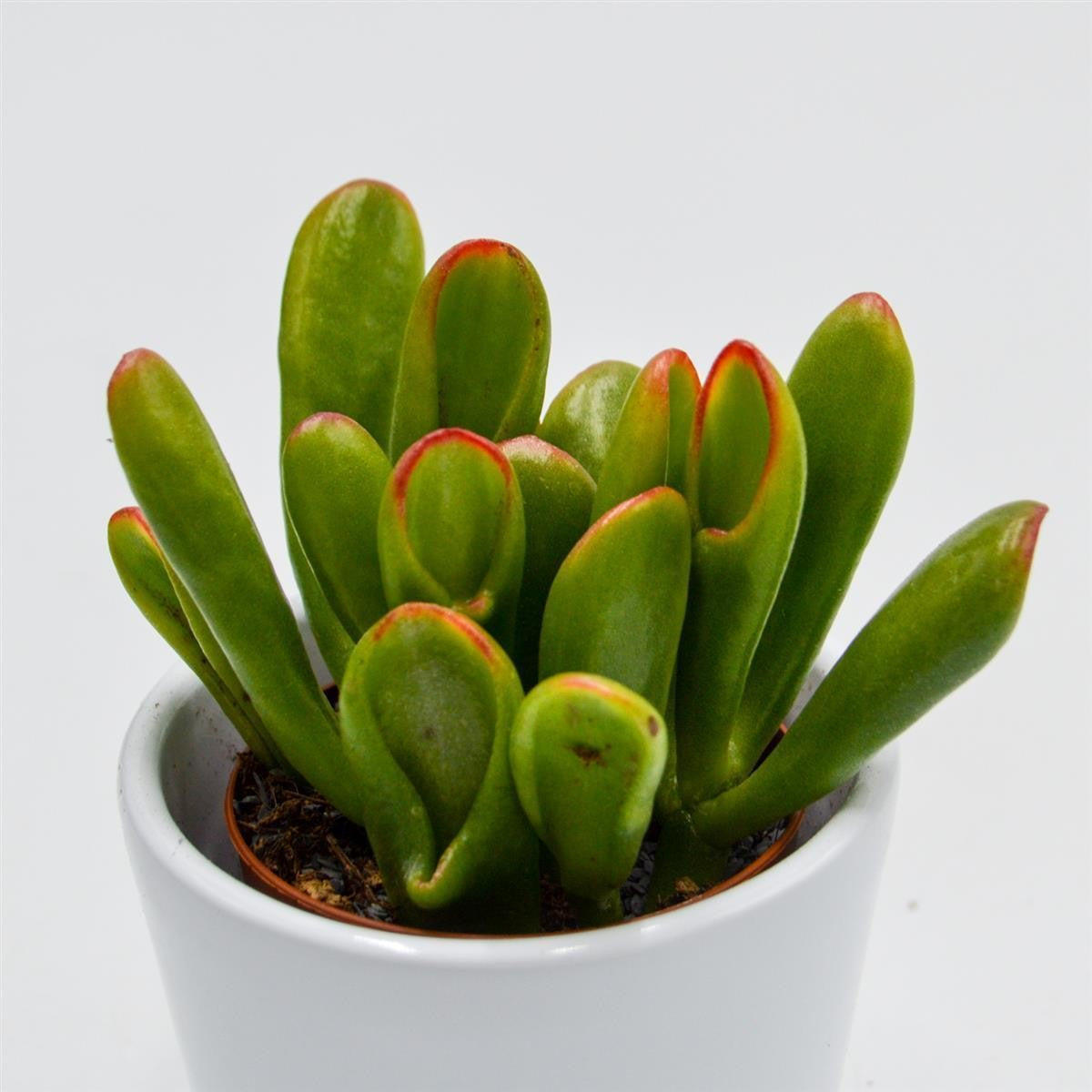 pasiora-crassula-hobbit-sunset-sukkulente-5-5cm image 2