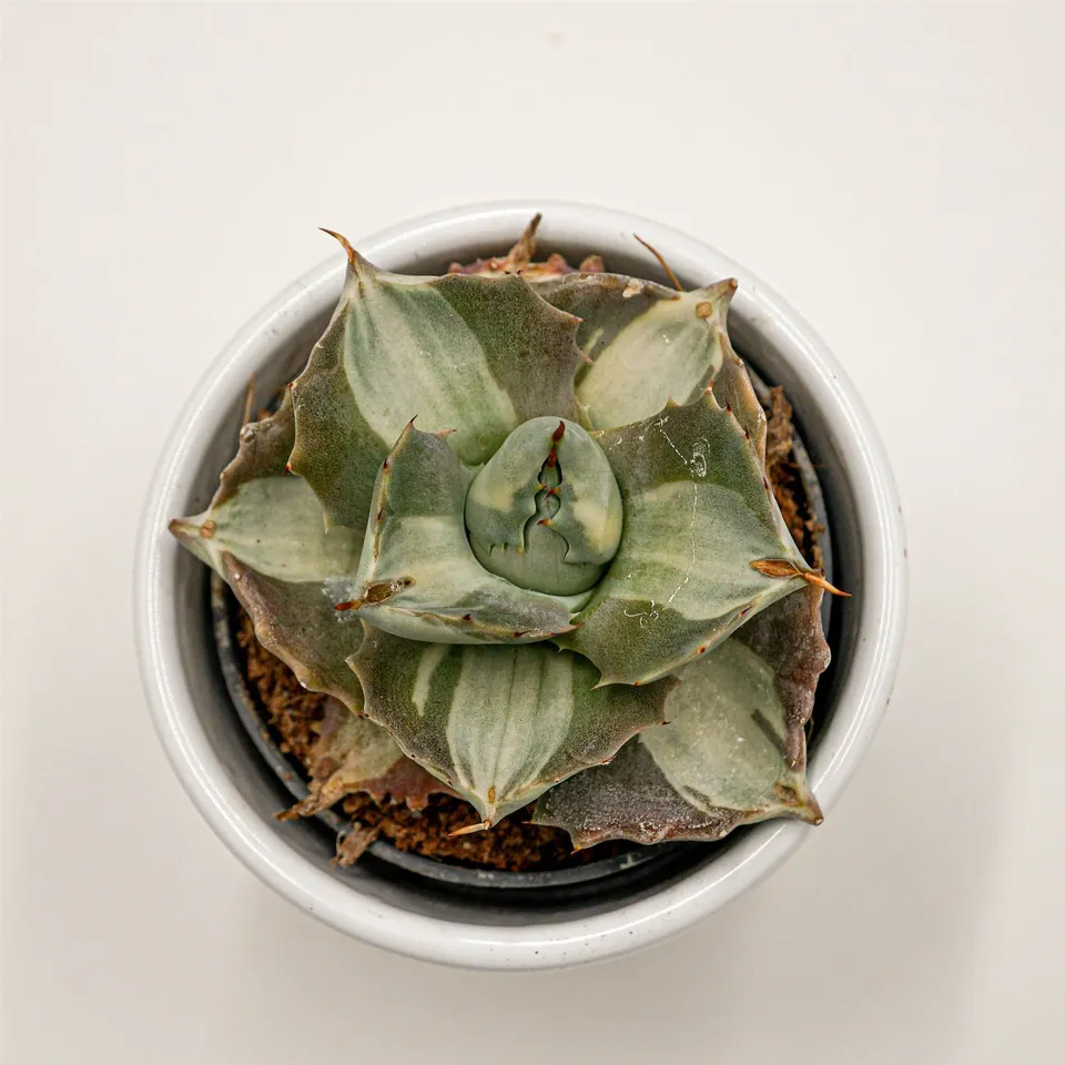 pasiora-agave-isthmensis-f-mediopicta-alba-6cm-topf image 1