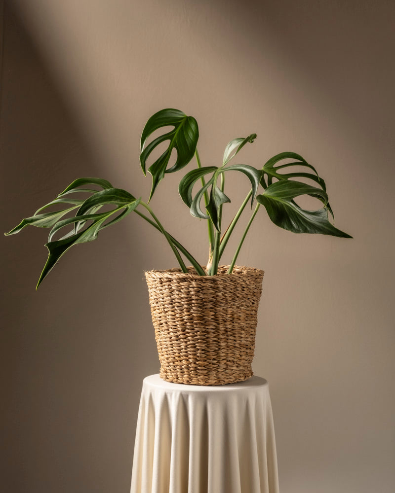 feey-monstera-burle-marx-flame-rarit-t-gro image 7