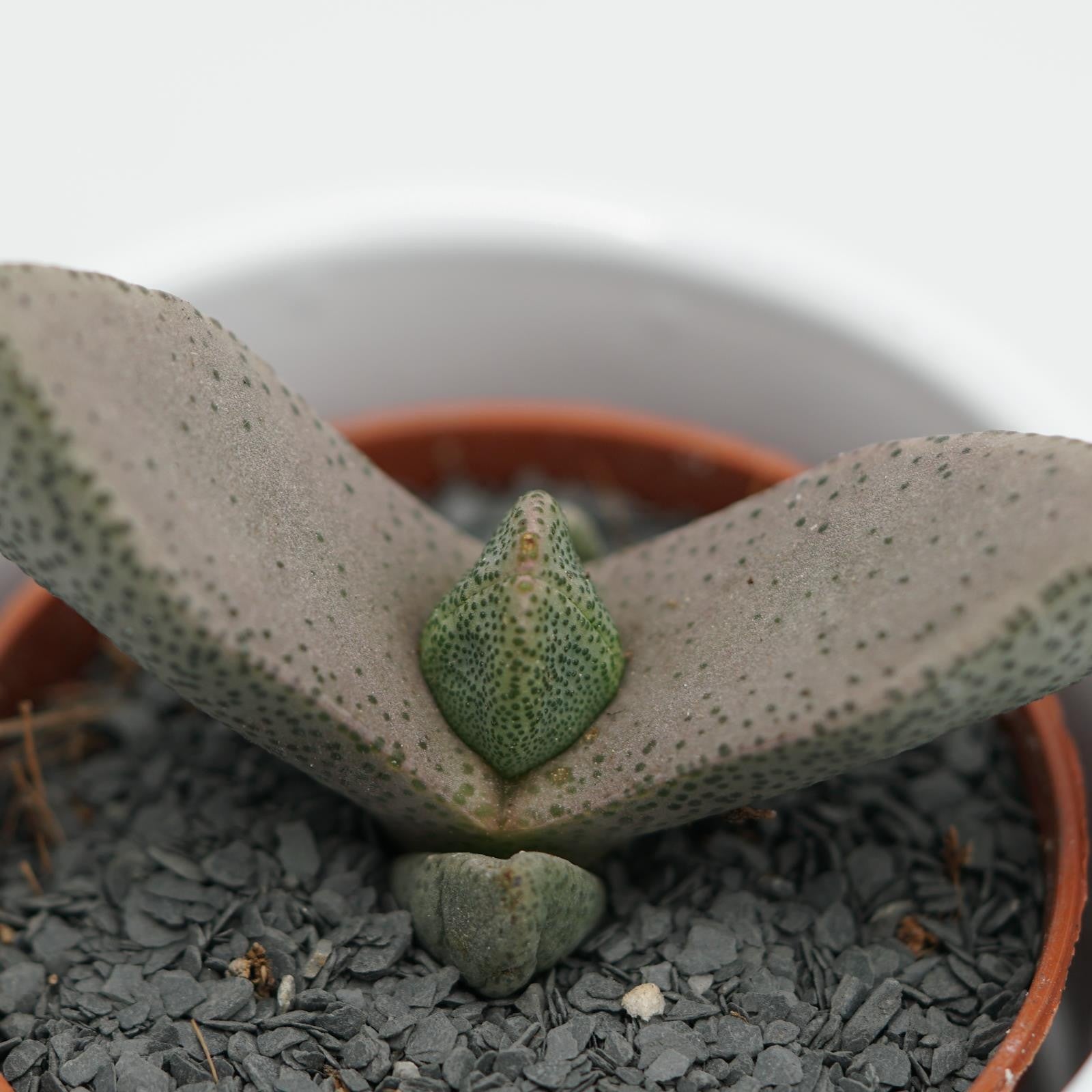 pasiora-pleiospilos-bolussi-sukkulente-5-5-cm-topf image 4