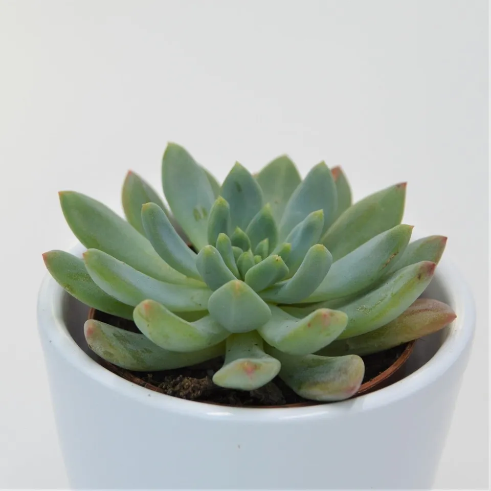 pasiora-x-sedeveria-blue-elf-sukkulente-im-5-5cm-topf image 1