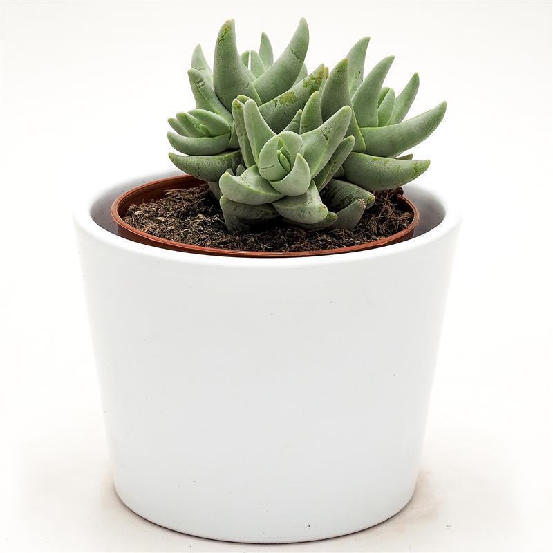 pasiora-crassula-cornuta-dickblatt-sukkulente-8-5cm-topf image 3