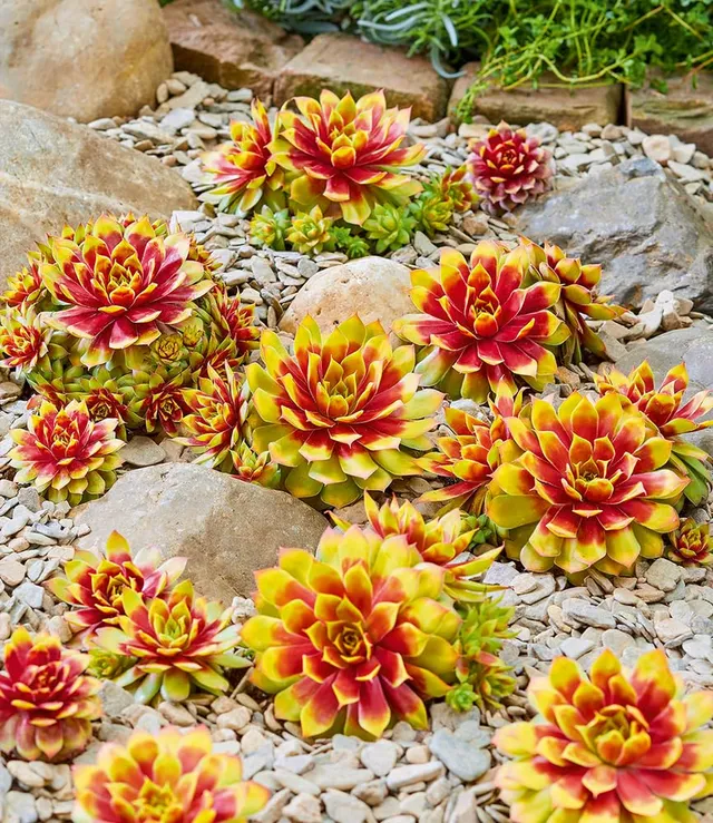 baldur-garten-sempervivum-gold-nugget-im-12-cm-xl-topf image 1