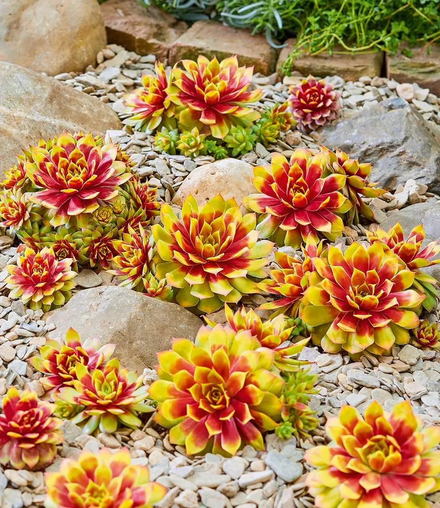 baldur-garten-sempervivum-gold-nugget-im-12-cm-xl-topf image 1