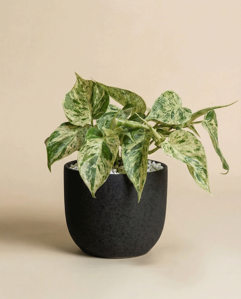 feey-philodendron-oxycardium-variegata-schweizer-zimmerpflanze image 5