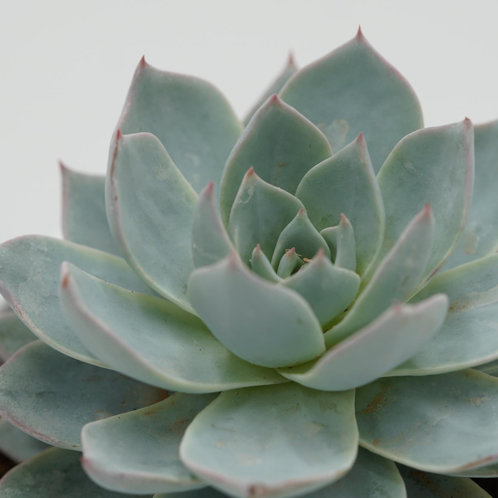 pasiora-echeveria-subessilis-texensis-sukkulente-im-8-5cm-topf image 3