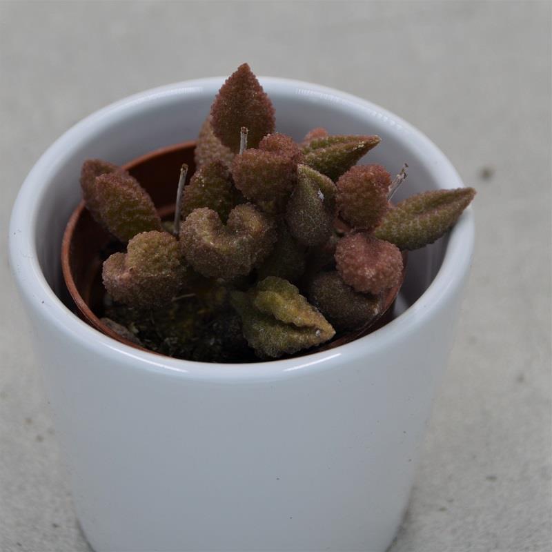 pasiora-adromischus-marianiae-cv-coffee-bean-sukkulente-5-5cm image 1