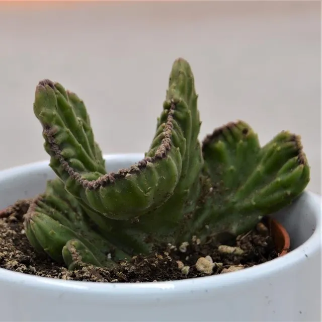 pasiora-stapelia-leendertziae-f-cristata-8-5-cm-topf image 1