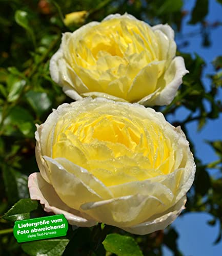 baldur-garten-delbard-kletterrose-amnesty-international image 7
