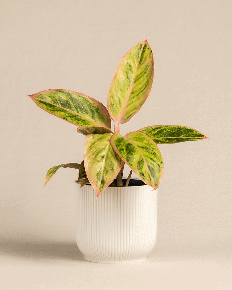feey-aglaonema-salmon-fantasy-zimmerpflanze-kleine-pflanze-mit-farbigen-bl-ttern image 7