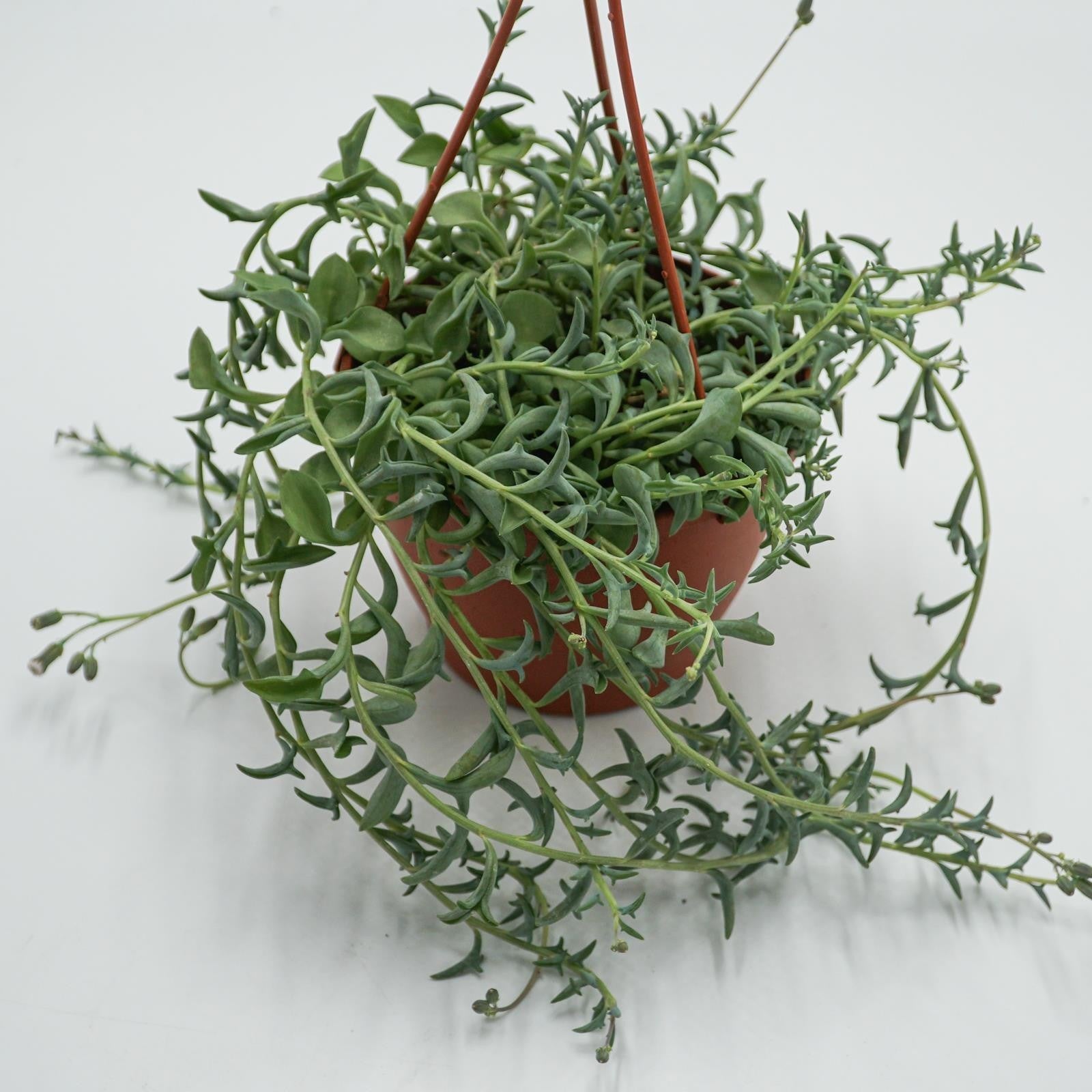pasiora-senecio-peregrinus-string-of-dolphins-ampel-12-cm-topf image 4