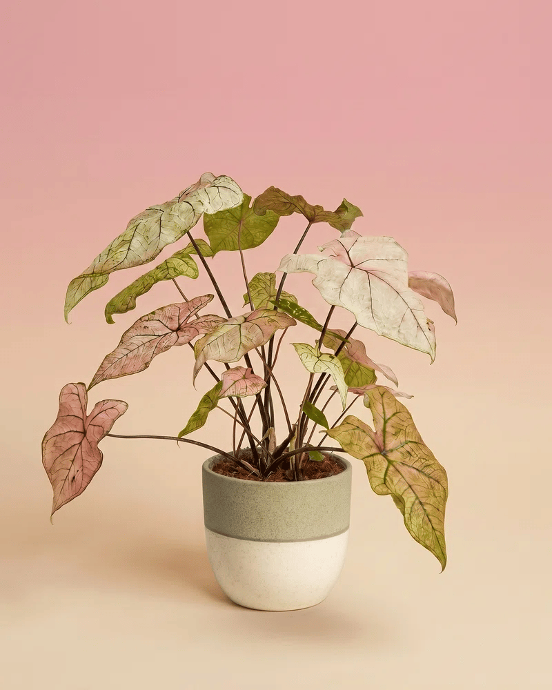 feey-caladium-spring-fling-zimmerpflanze image 5