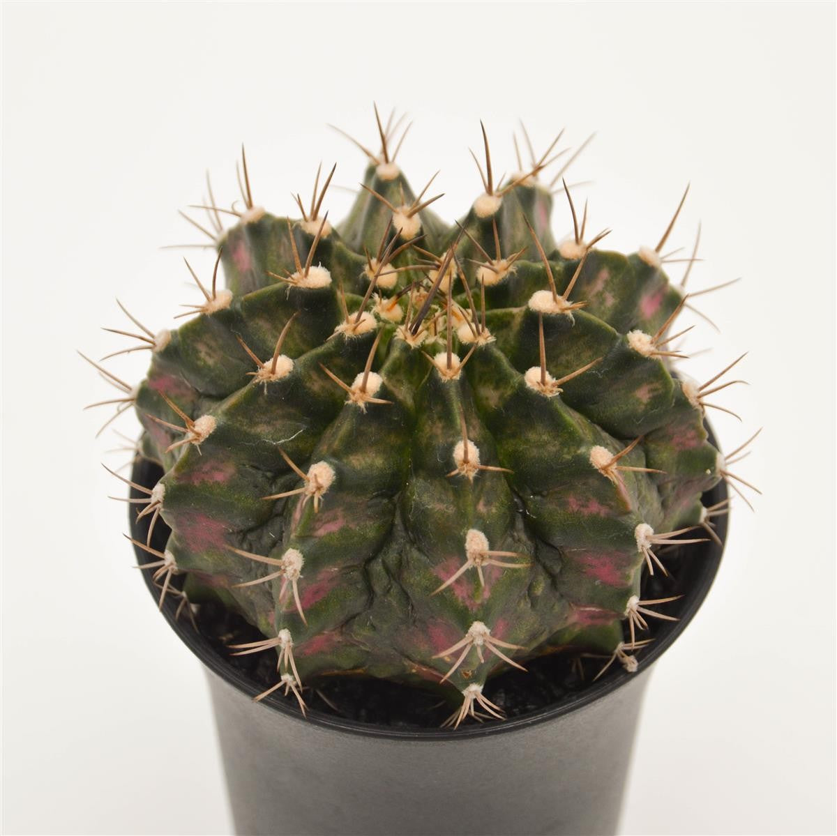 pasiora-gymnocalycium-mihanovichii-t-rex-pink-kaktus-8-cm-topf image 1
