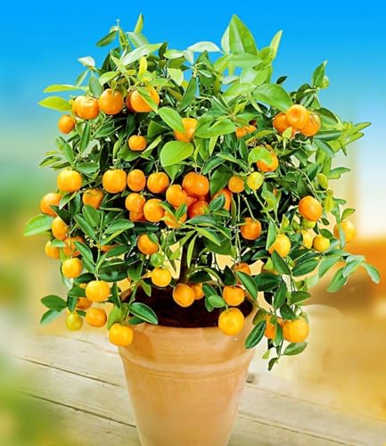 baldur-garten-zitronen-orangenbaum-2er-set-citruspflanzen-im-12-cm-topf image 6