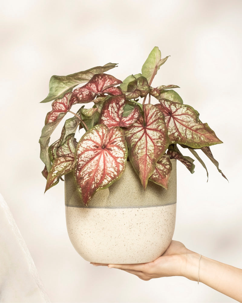 feey-caladium-bicolor-kaladie-buntwurz-zimmerpflanze image 1
