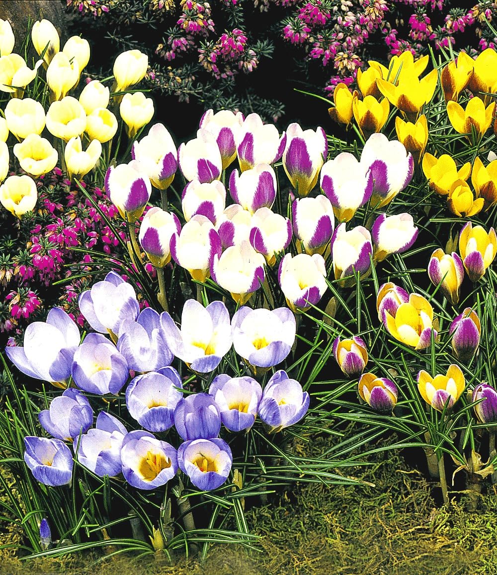 baldur-garten-wildkrokus-kollektion-60er-blumenzwiebeln-5-cm-5-sorten image 2