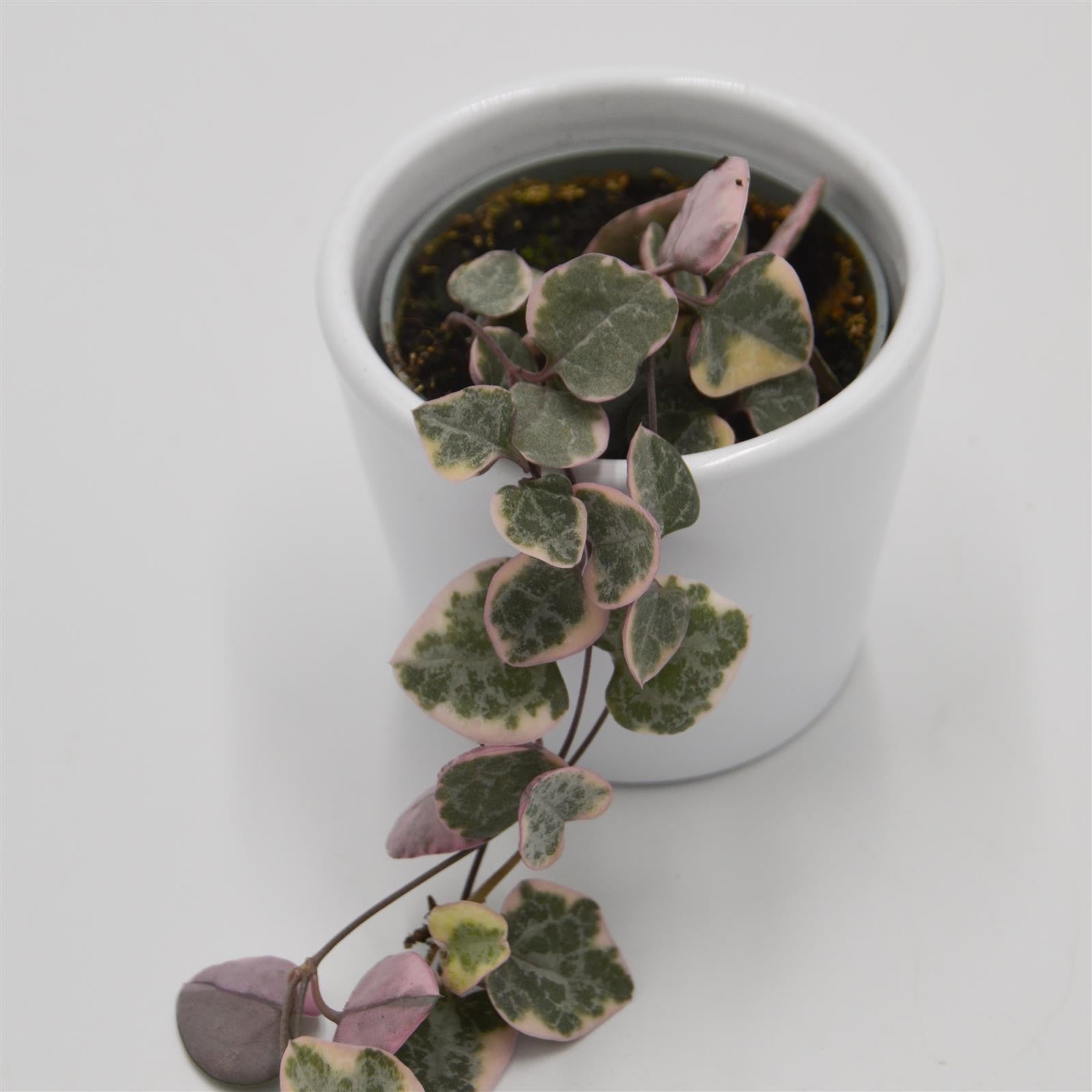pasiora-ceropegia-woodii-f-variegata-herzranke-6cm image 1