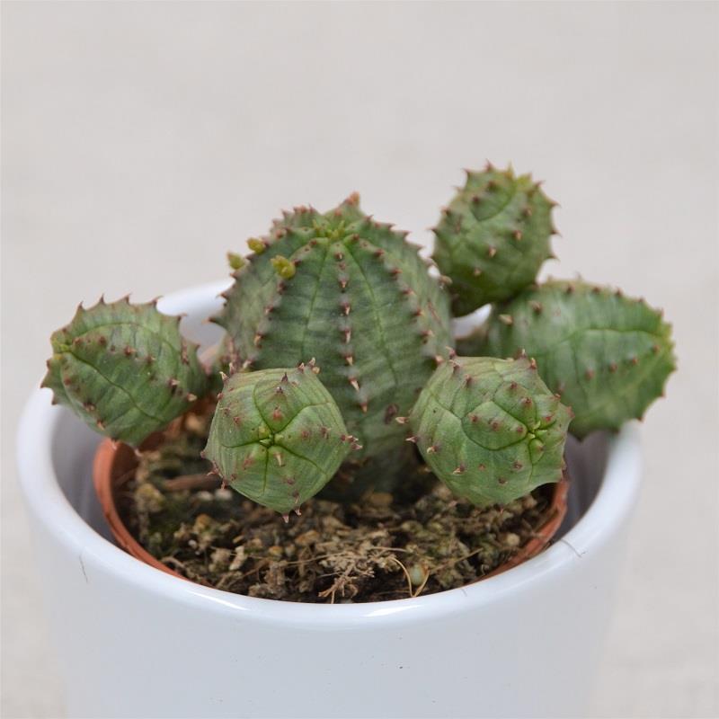 pasiora-euphorbia-obesa-monstruoza-kaktus-sukkulente-5-5cm image 1