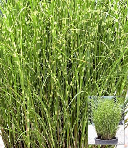 baldur-garten-chinaschilf-zebragras-miscanthus-sinensis-zebrinus-9x9-cm-topf image 4