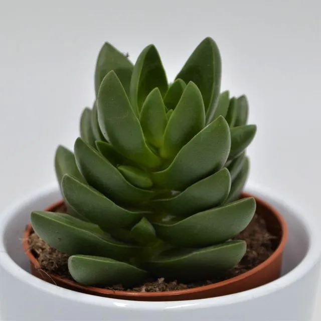 pasiora-crassula-benjamin-sukkulente-im-8-5cm-topf image 1