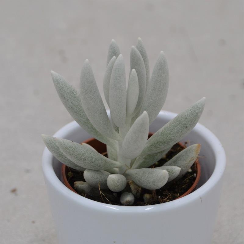 pasiora-senecio-haworthii-sukkulente-5-5cm-topf image 1